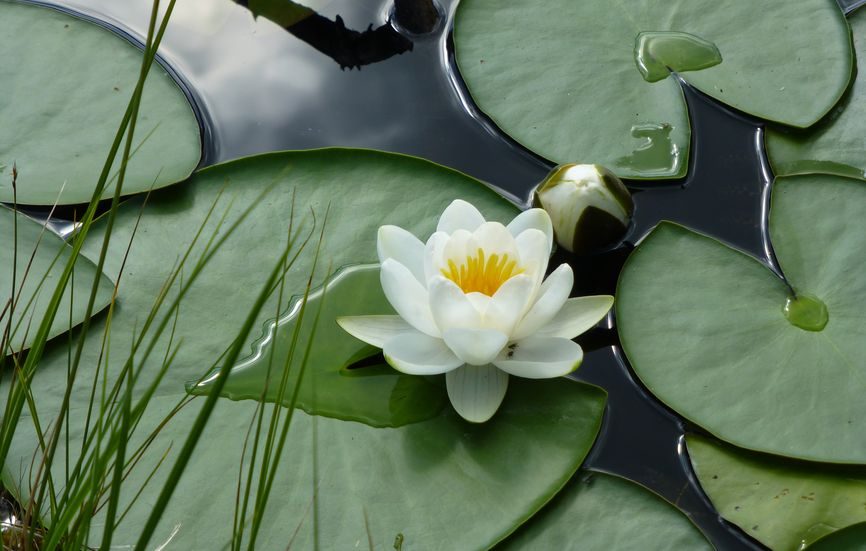 Nénuphar blanc