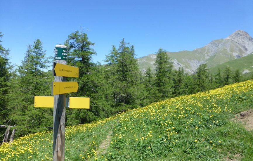 Cougnet de l'Alisier