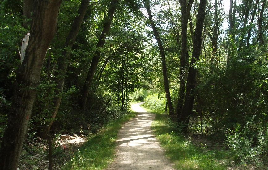 La fraîcheur du sous-bois