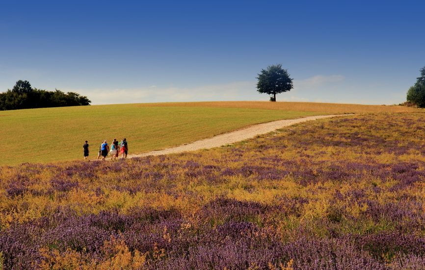 Tour des Vignes