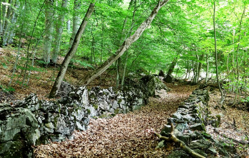 Forêt de Pontis