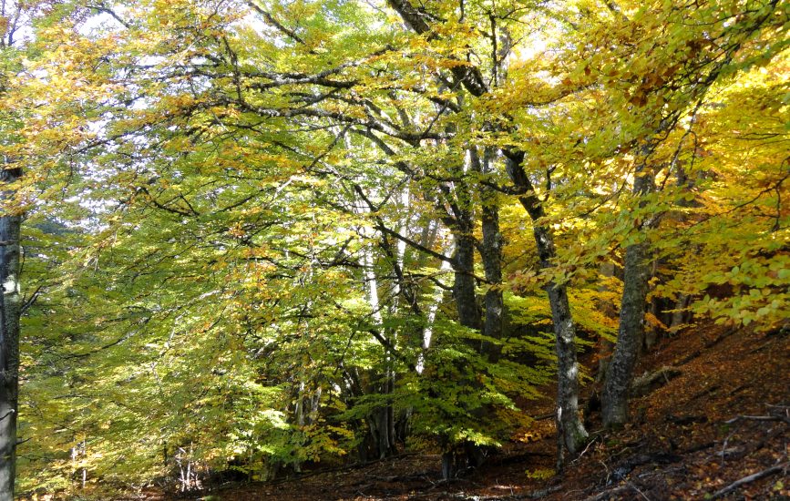 Bois de Gierre