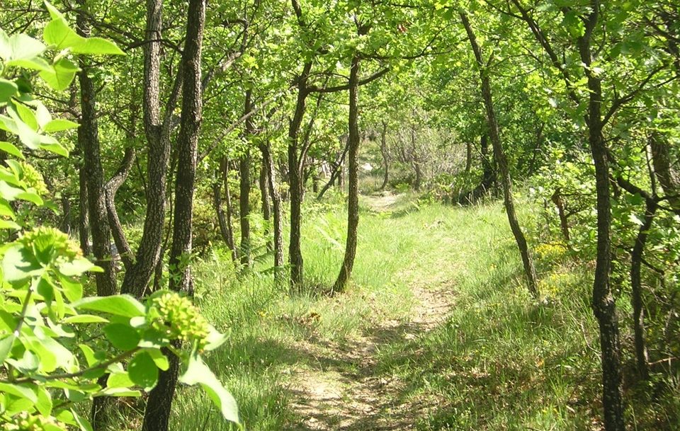 Chemin en sous bois