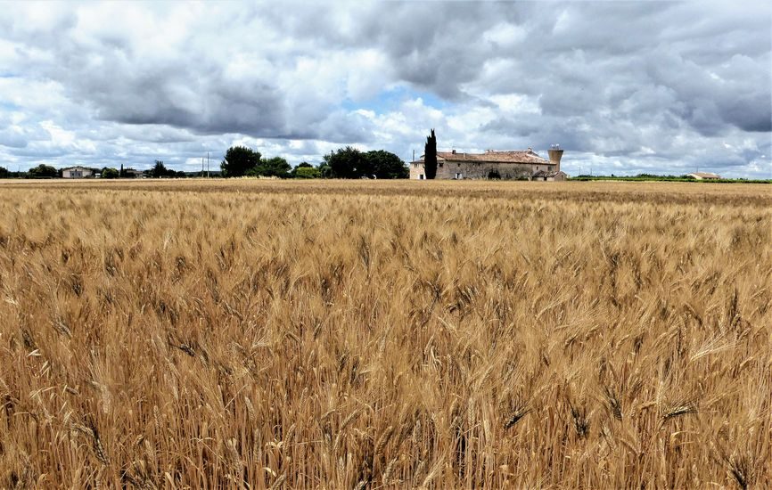 Champ de blé