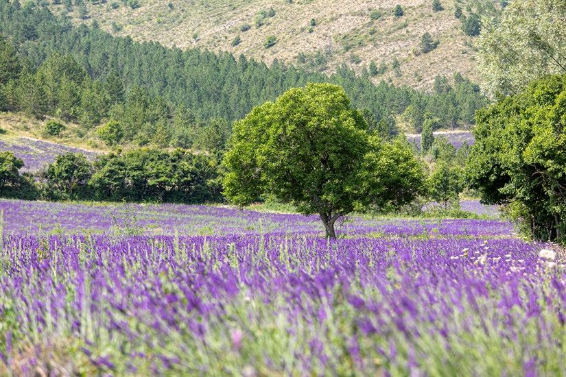 Sentier de la biodiversité "La Lavande dans tous ses états"