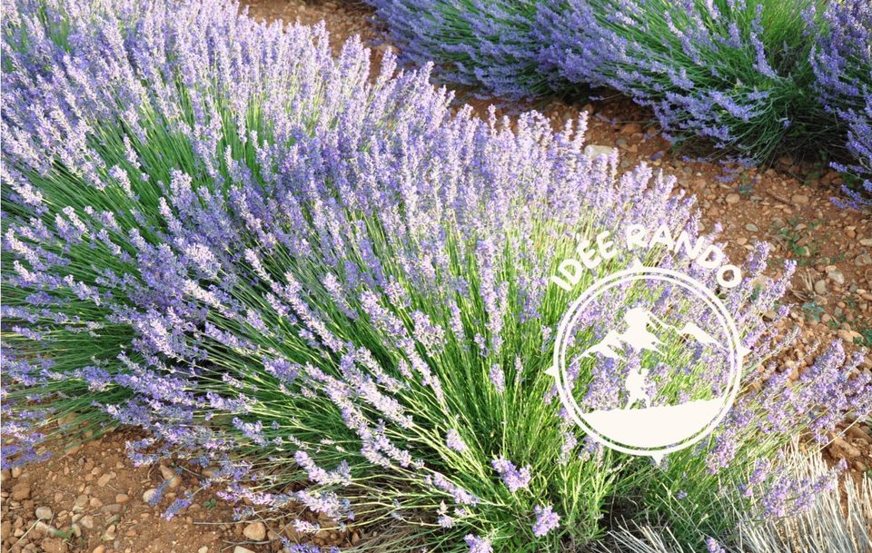 Sentier des plantes aromatiques