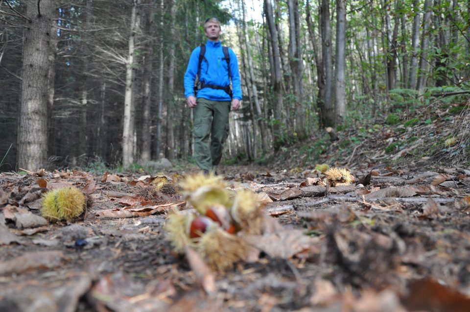 Le Bois de Malaurier