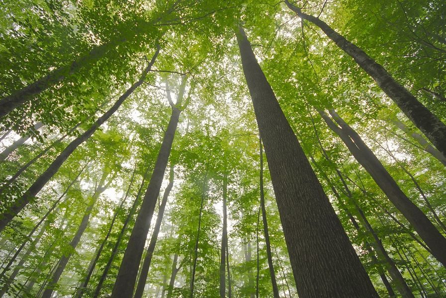 Arbres