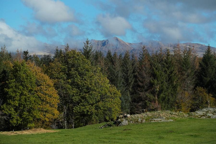 Forêts de l'Artense