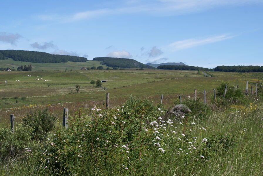 vue sur la hêtraie de Vigouroux