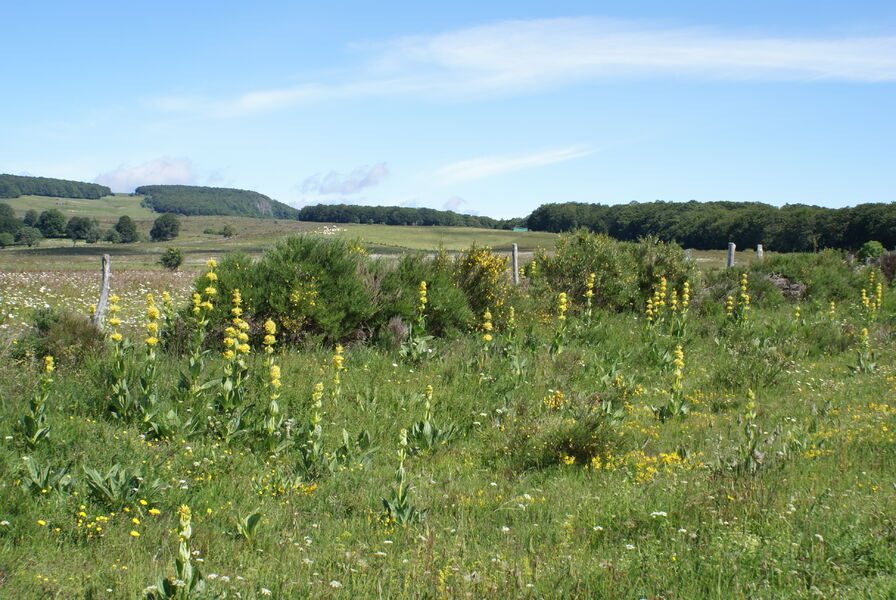 Plateau de Vigouroux