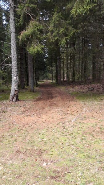Sentier dans le Bois de Chabridet