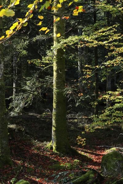 VTT 2 : Par Monts et par Champs_Champs-sur-Tarentaine-Marchal