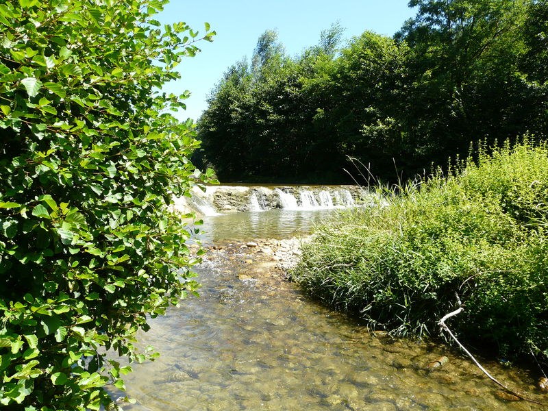 Forêt de Mantaille