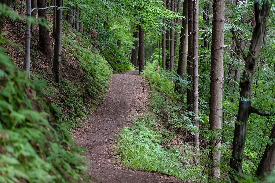 La combe Oternaud et le bois de Sizay