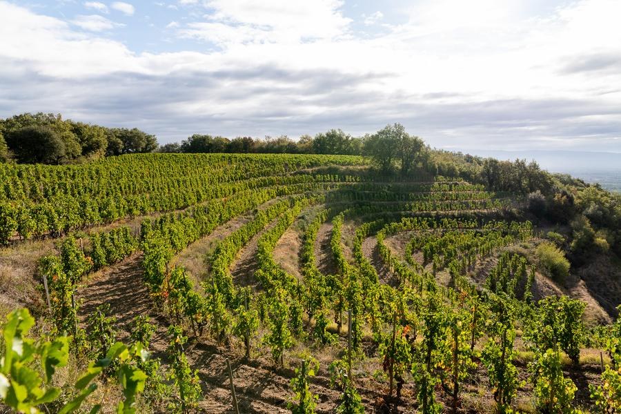 Crozes Hermitage - Circuit Gravel