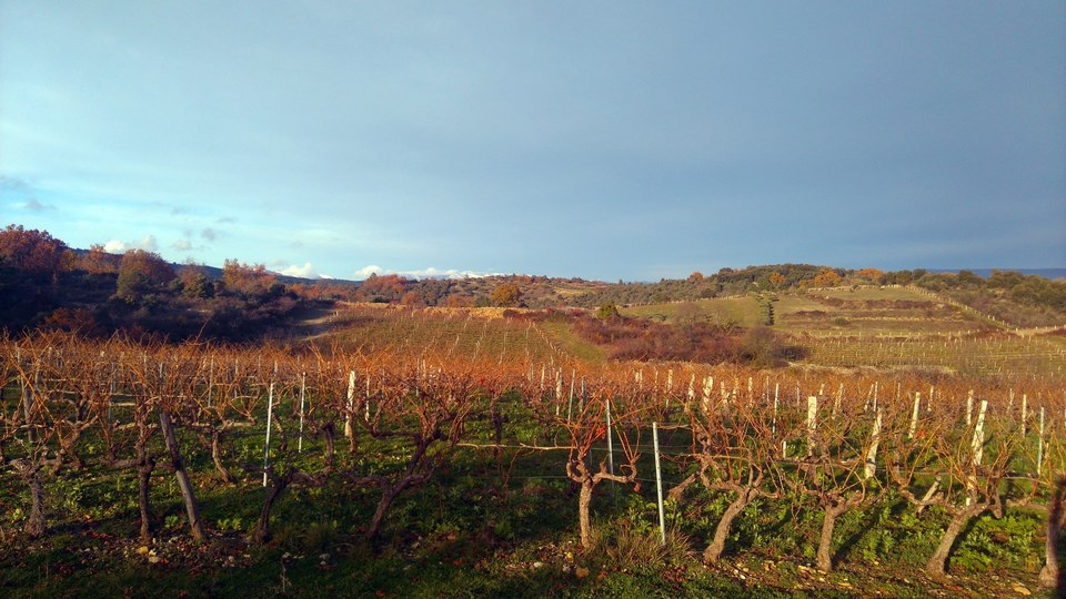 collines des Plantades avec ses oliviers et ses vignes