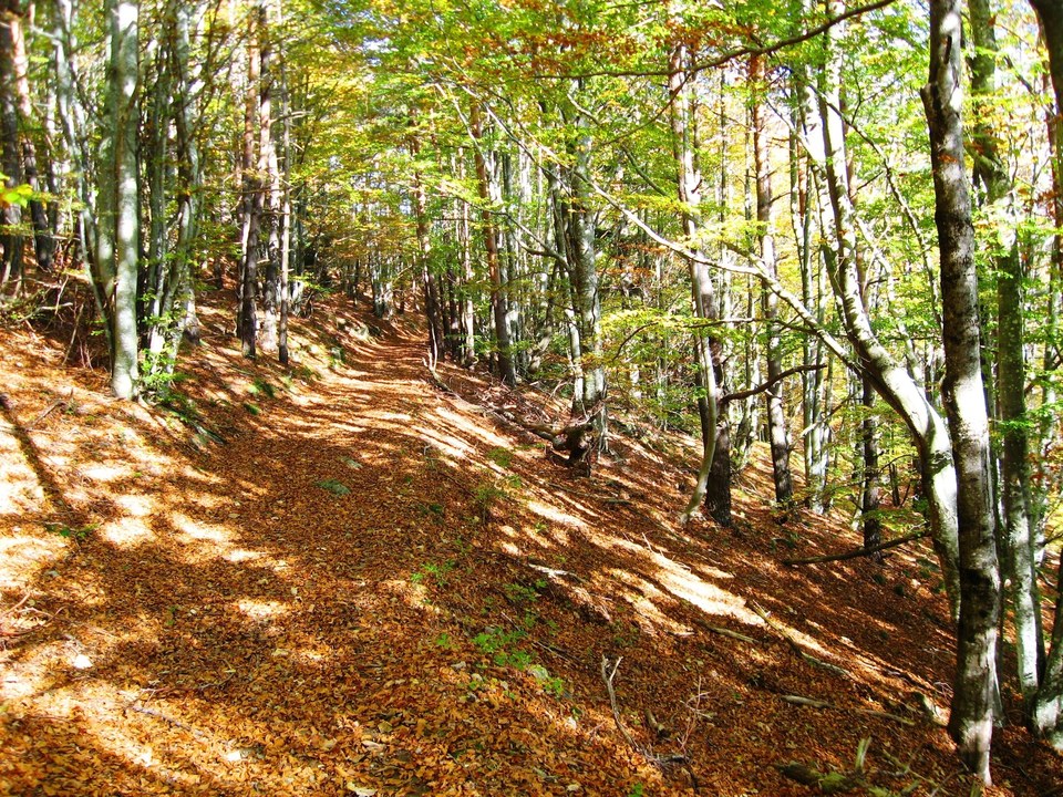 De beaux sous-bois