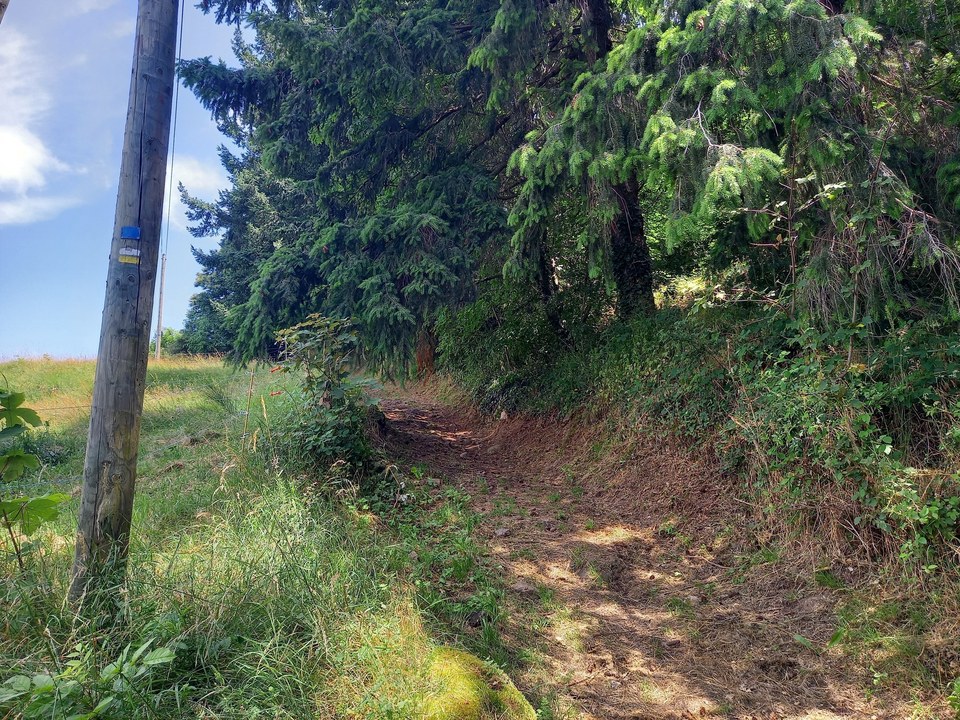 Sentier en sous-bois