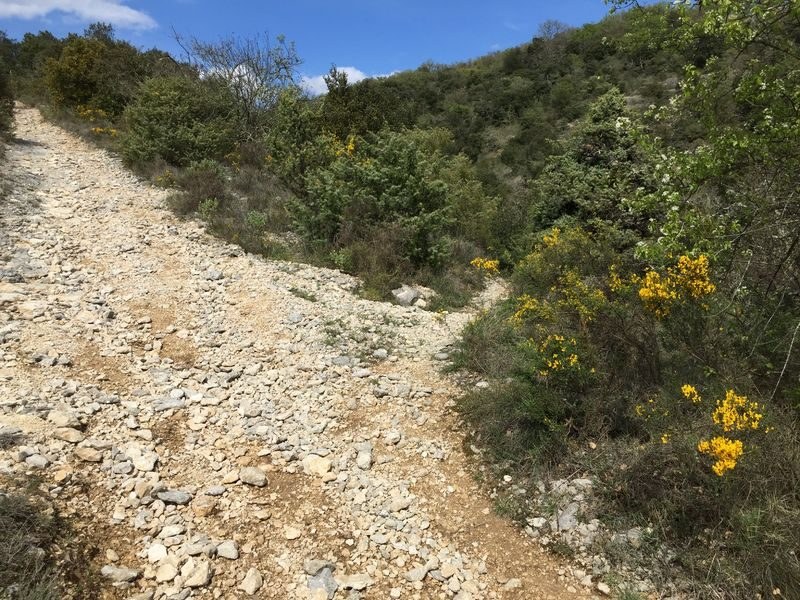 chemin dans la garigue randonnée autour de Saint Martin d'Ardèche