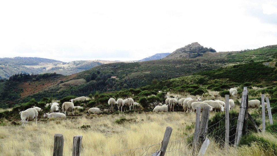 Elevage de moutons à St Genest