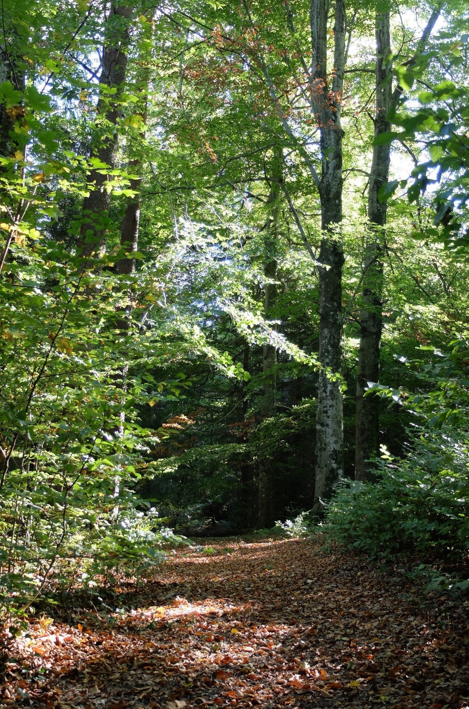 Ambiance forestière à la Gravenne