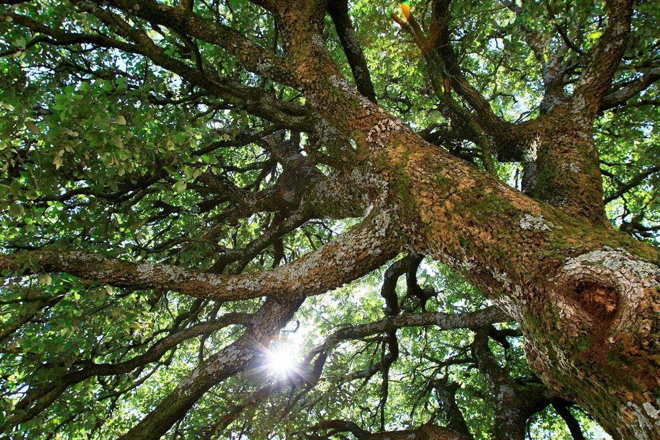 Dans la combe des Acacias