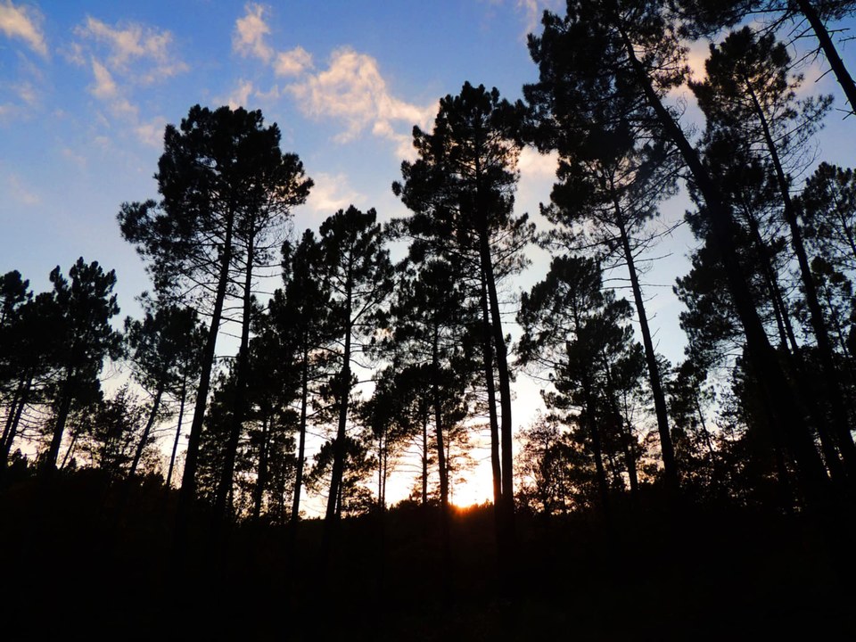Le Bois de Bruyères