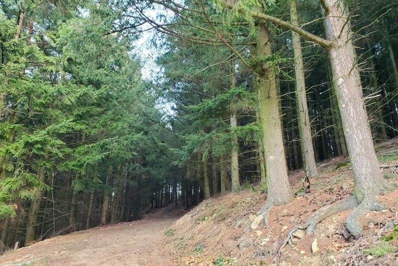 Sentier montant vers le Montmiandon