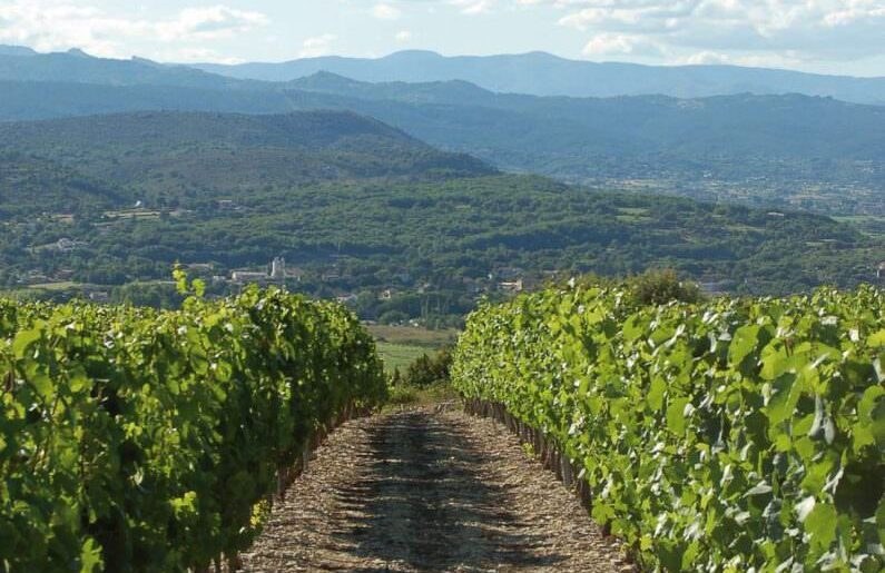 Ardèche - Vignoble de Saint-Maurice-d'Ardèche