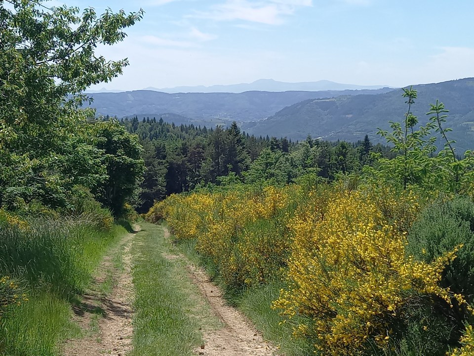 Panorama sur le Mont Mézenc