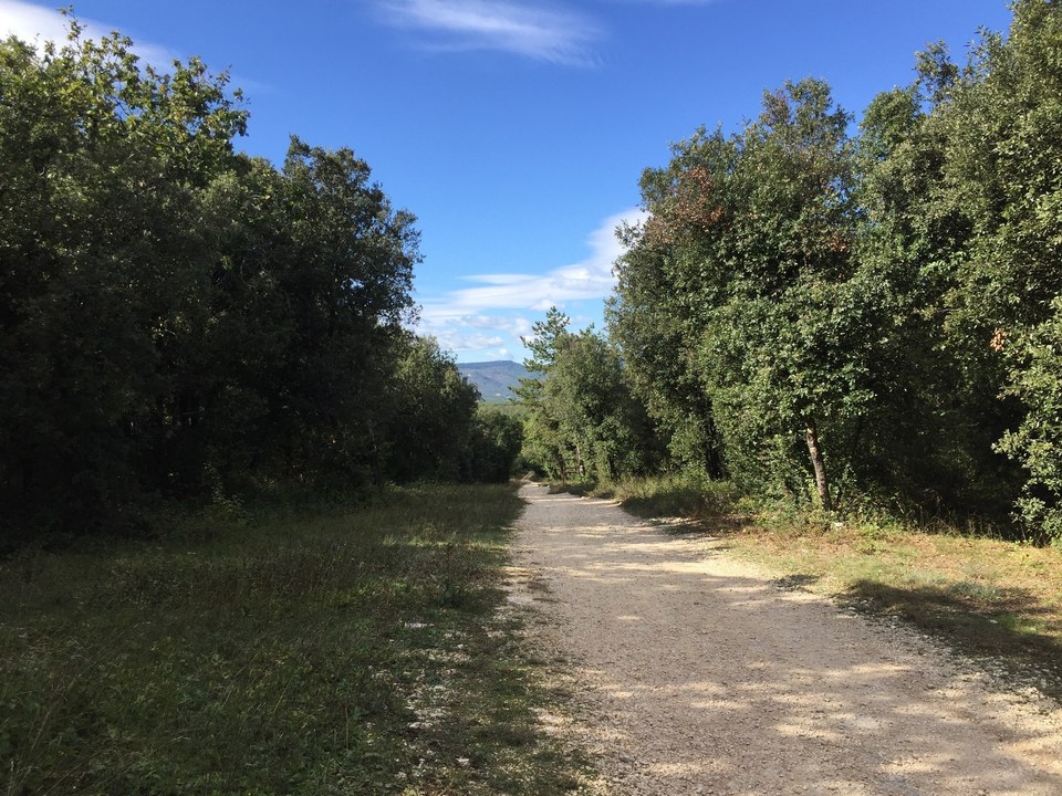 Le tour des pins de la Forêt du Laoul