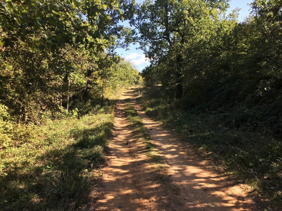 Chemin forestier