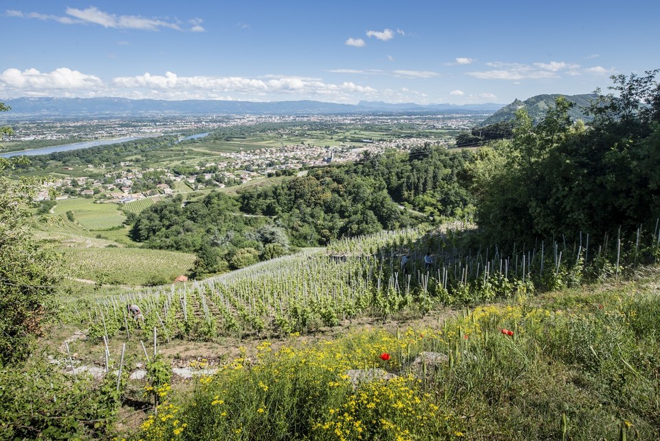 Vignoble de Cornas