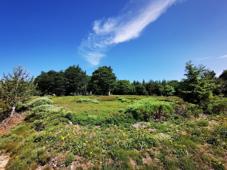 Les Devesses - Coucouron - 13