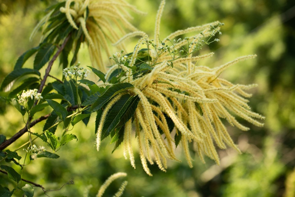 fleurs de châtaigniers