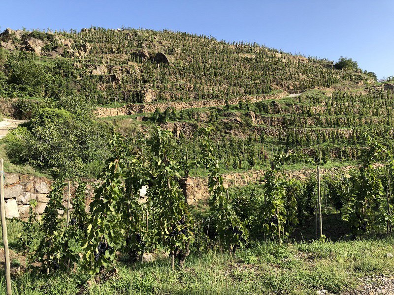 Vignobles en terrasse