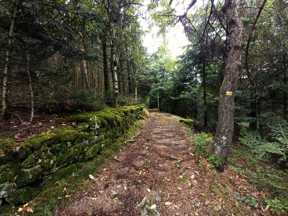 Chemin forestier