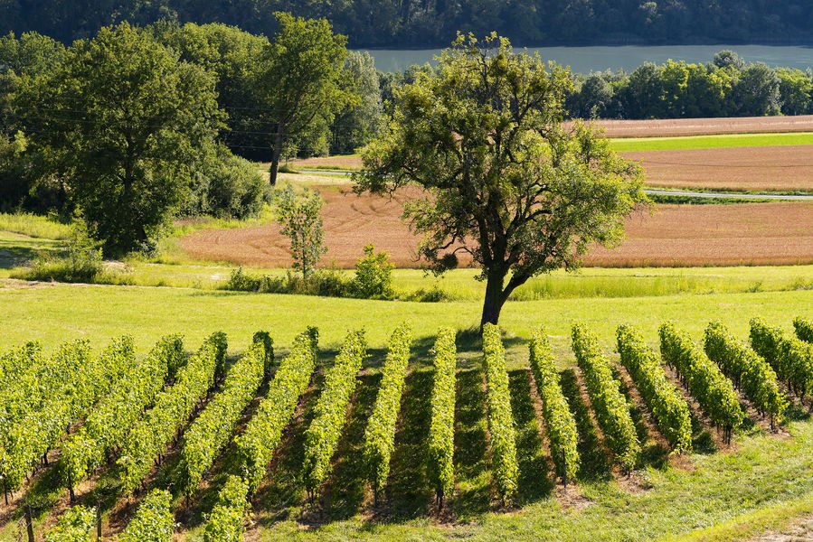 Parcours Gravel n°12 vert : Terroir et vignobles de Seyssel