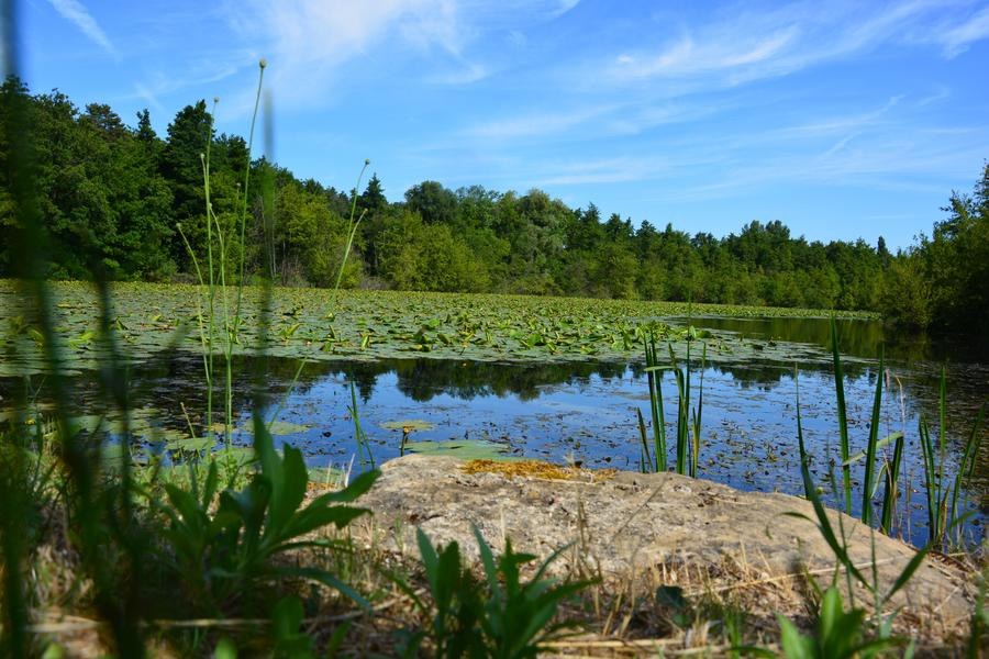 Le bois de l'Ane