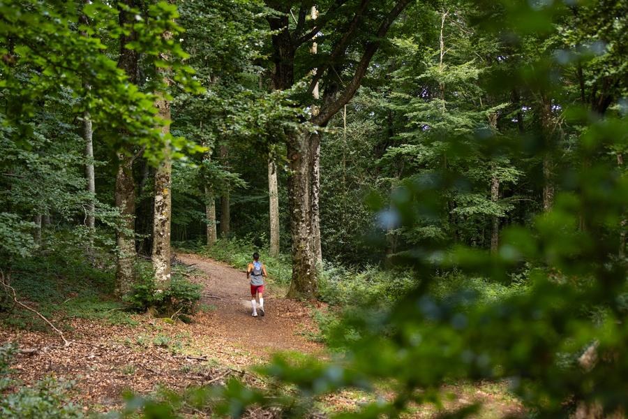 La forêt de Saint-Maurice