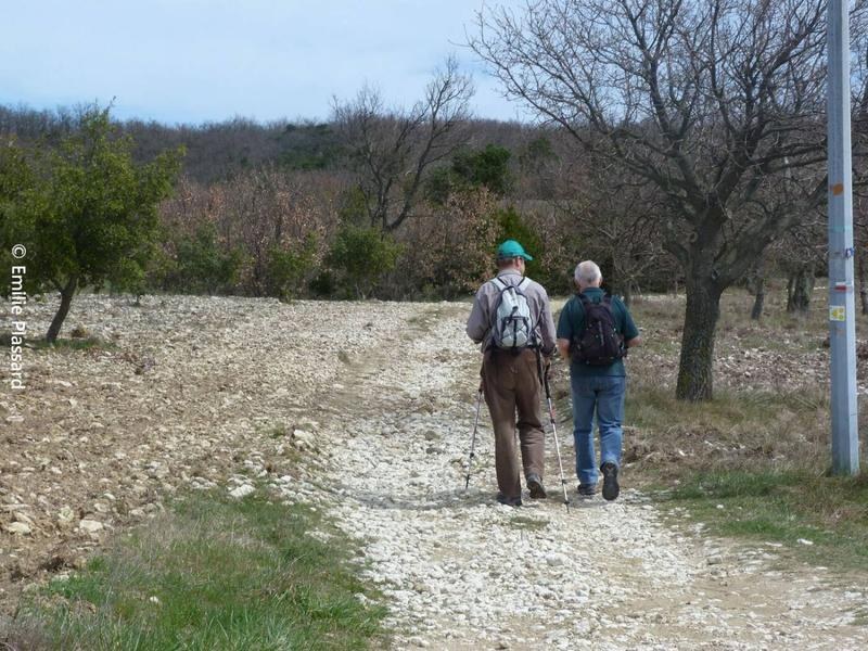Les forêts d'Aleyrac