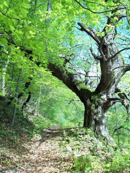 La Draille des chèvres
