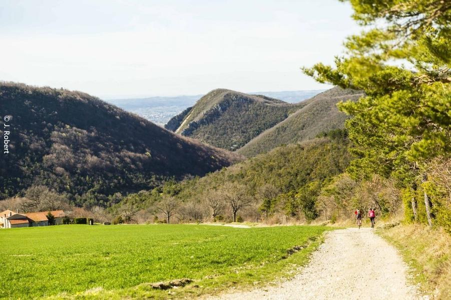 Le champ des Pins