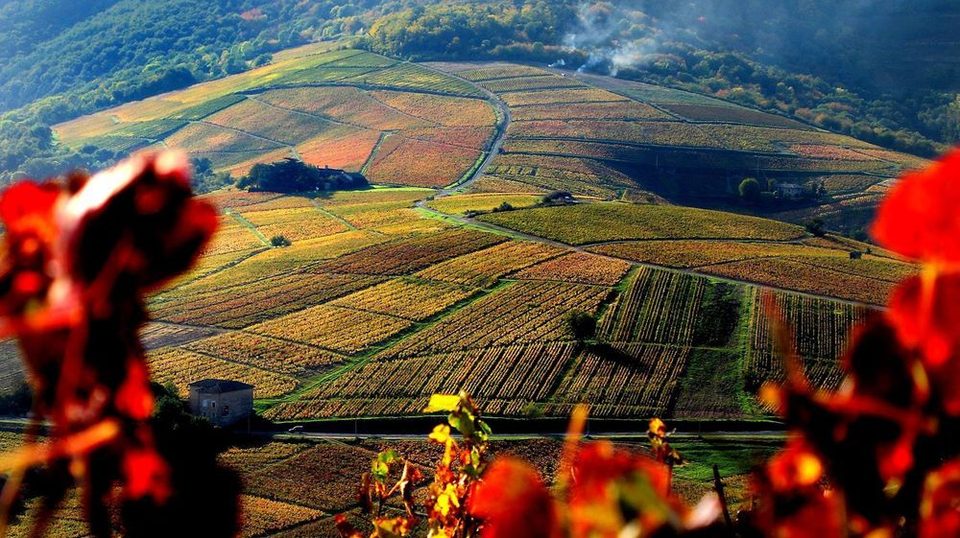 Le Beaujolais - Le Mont Brouilly - Boucle 5.5