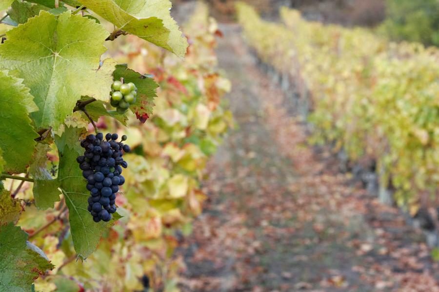 Vignoble de Boudes