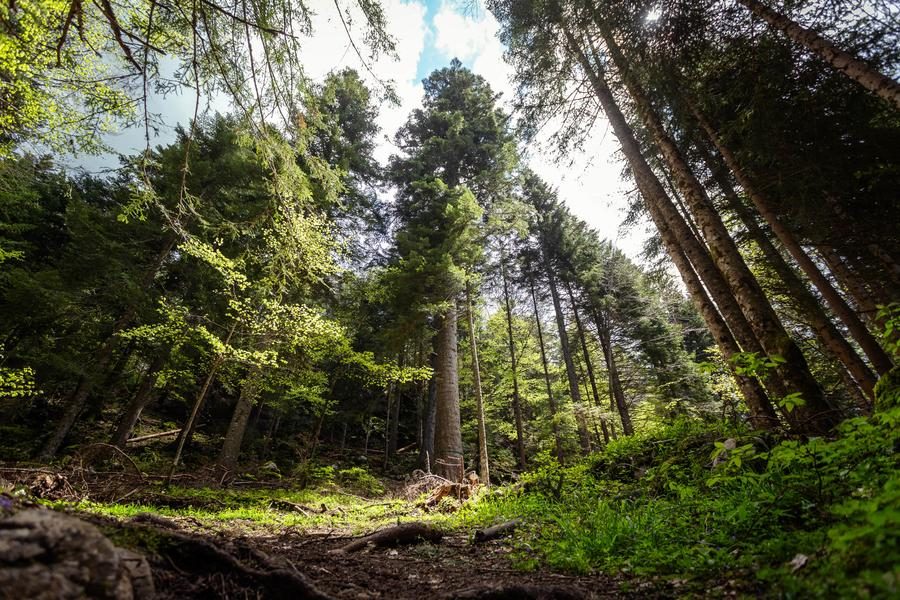 Le Sapin Bellier - Circuit VTT N°48 - Rouge