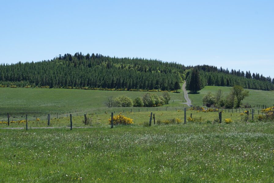 Bois de Montrozier