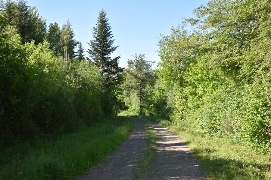 Forêt de Margeride