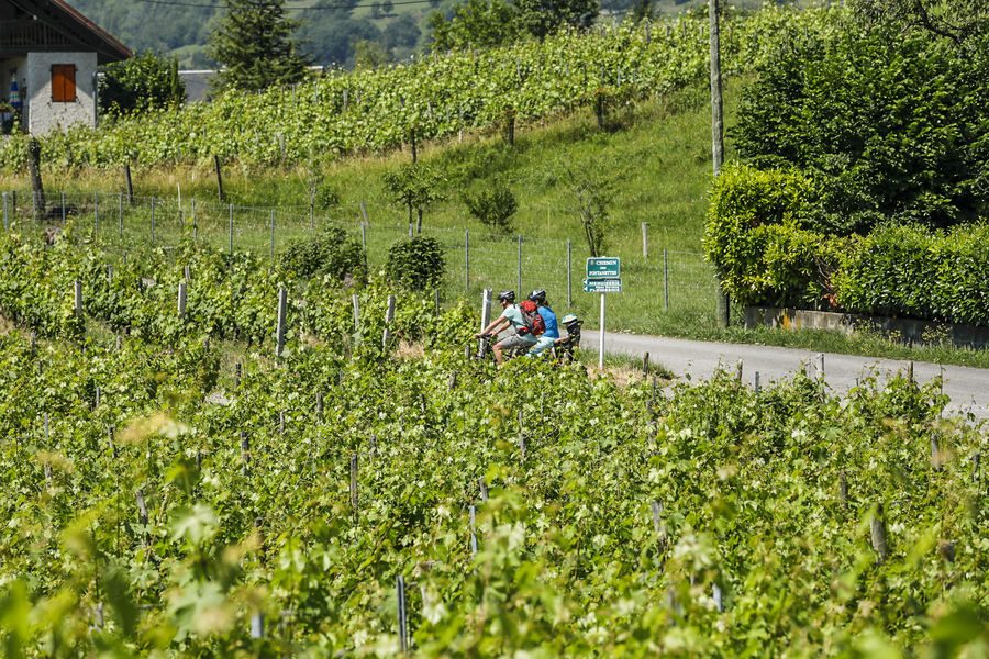 Dans les vignes de Myans